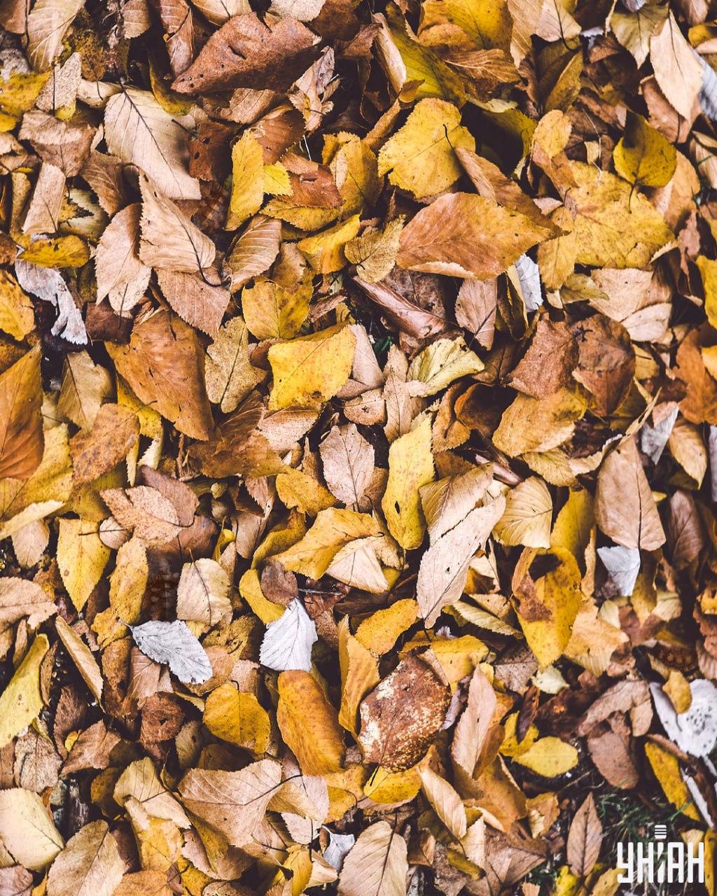 Schildpadden zoeken tussen de bladeren / Moje collage