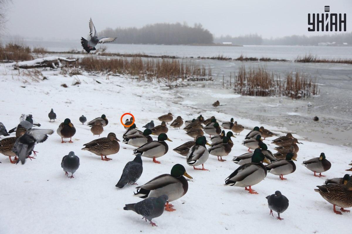 Een mus verstopte zich in de buurt van het optische illusiecentrum / collage met Moje-foto