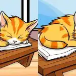 Alleen de meest oplettende vindt 3 verschillen van een foto