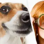 Alleen een echte IQ-titaan ziet een hond in de sneeuw