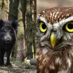 Alleen mensen met een hoog IQ vinden de sluwe uil