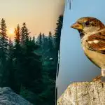 Alleen mensen met "haviksvisie" kunnen een mus vinden in 7