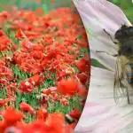 De moeilijkste optische illusie: je moet een bij vinden tussen de klaprozen De moeilijkste optische illusie: je moet een bij vinden tussen