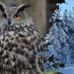 Een ingewikkeld raadsel voor genieën: alleen de meest oplettende zal