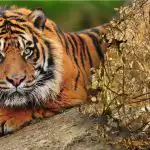 Een verwarrend raadsel met een ongelooflijk antwoord: je moet een