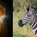 Eenvoudige IQ-test: vind de rare zebra in 10 seconden