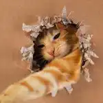 Hoe geniaal is jouw kat: een gemakkelijke IQ-test met een