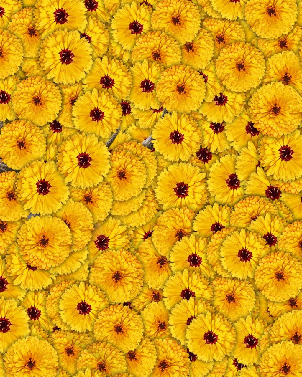 Slechts 1 op de 10 mensen vindt binnen 7 seconden een hert op een foto: een zeer complexe optische illusie