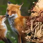 Slechts 15 seconden om een vos te vinden: een mysterie