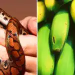 Slechts een enkeling is hiertoe in staat: alleen mensen met