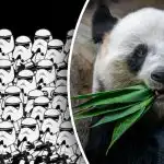 Slechts een handjevol mensen kan een panda vinden in 5