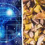 Snelle truc IQ-test: vind drie schildpadden tussen de bladeren in