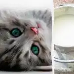 Welke kat drinkt het eerst melk: alleen een unicum met