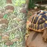 Zelfs genieën kunnen het antwoord op het raadsel niet vinden: